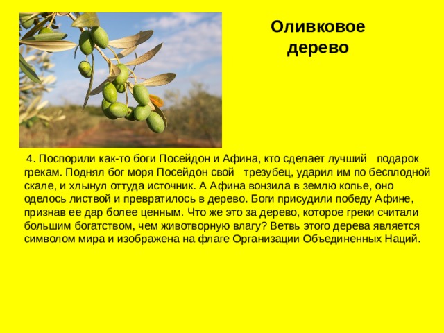Оливковое дерево  4. Поспорили как-то боги Посейдон и Афина, кто сделает лучший подарок грекам. Поднял бог моря Посейдон свой трезубец, ударил им по бесплодной скале, и хлынул оттуда источник. А Афина вонзила в землю копье, оно оделось листвой и превратилось в дерево. Боги присудили победу Афине, признав ее дар более ценным. Что же это за дерево, которое греки считали большим богатством, чем животворную влагу? Ветвь этого дерева является символом мира и изображена на флаге Организации Объединенных Наций. 