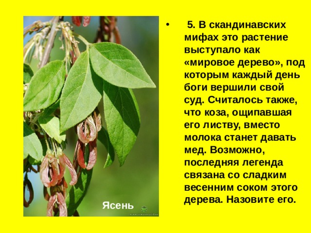  5. В скандинавских мифах это растение выступало как «мировое дерево», под которым каждый день боги вершили свой суд. Считалось также, что коза, ощипавшая его листву, вместо молока станет давать мед. Возможно, последняя легенда связана со сладким весенним соком это­го дерева. Назовите его. Ясень  