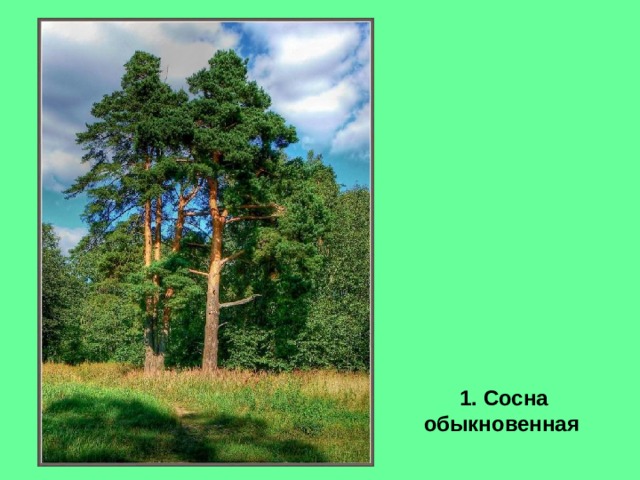  1. Сосна обыкновенная 