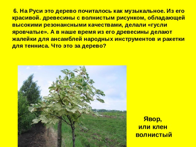  6. На Руси это дерево почиталось как музыкальное. Из его красивой. древесины с волнистым рисунком, облада­ющей высокими резонансными качествами, делали «гусли яровчатые». А в наше время из его древесины делают жалейки для ансамблей народных инструментов и ракетки для тенниса. Что это за дерево? Явор, или клен волнистый 