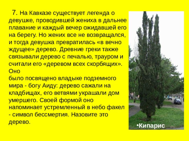  7. На Кавказе существует легенда о девушке, проводившей жениха в дальнее плавание и каждый вечер ожидавшей его на берегу. Но жених все не возвращался, и тогда девушка превратилась «в вечно ждущее» дерево. Древние греки также связывали дерево с печалью, трауром и считали его «деревом всех скорбящих». Оно  было посвящено владыке подземного мира - богу Аиду: дерево сажали на кладбищах, его ветвями украшали дом  умершего. Своей формой оно напоминает устремленный в небо факел - символ бессмертия. Назовите это дерево. Кипарис  