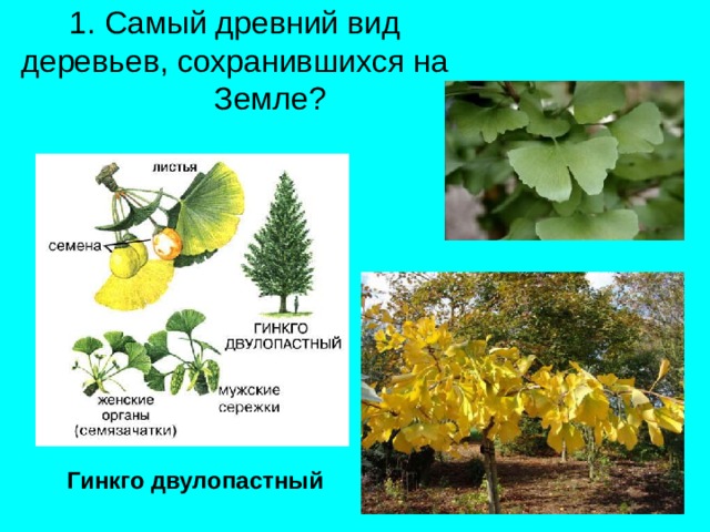 1. Самый древний вид деревьев, сохранившихся на  Земле? Гинкго двулопастный 