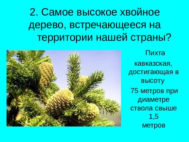 2. Самое высокое хвойное дерево, встречающееся на   территории нашей страны?  Пихта  кавказская, достигающая в высоту  75 метров при диаметре ствола свыше 1,5   метров 