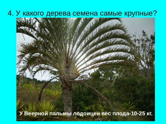 4. У какого дерева семена самые крупные?  У Веерной пальмы лодоицеи вес плода-10-25 кг. 
