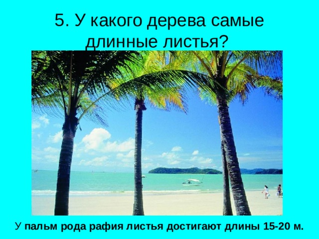 5. У какого дерева самые длинные листья? У пальм рода рафия листья достигают длины 15-20 м. 