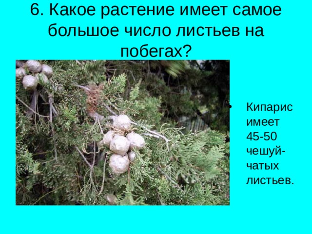 6. Какое растение имеет самое большое число листьев на побегах? Кипарис имеет 45-50 чешуй-чатых листьев. 