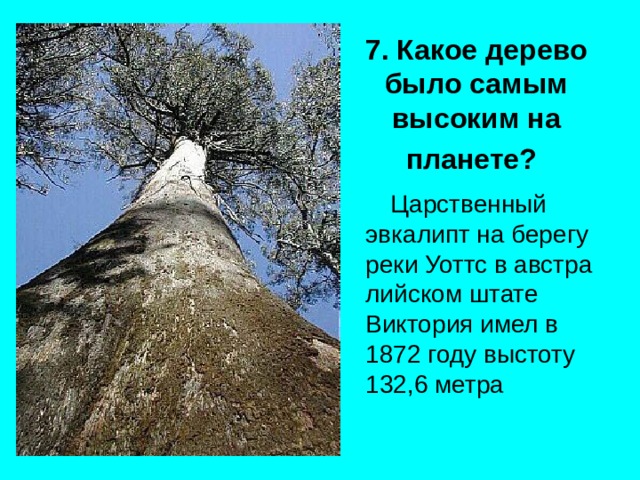 7. Какое дерево было самым высоким на планете?   Царственный эвкалипт на берегу реки Уоттс в австра­  лийском штате Виктория имел в 1872 году выстоту 132,6 метра 