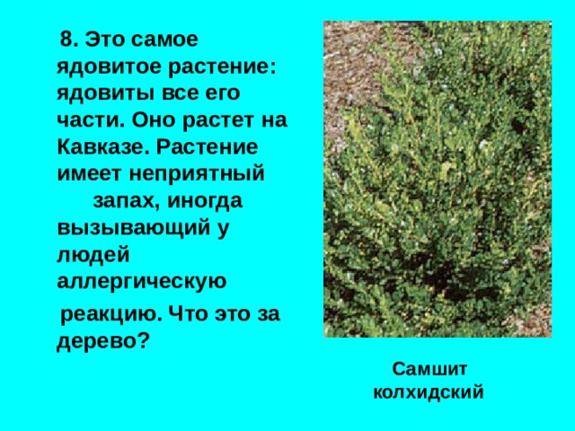  8. Это самое ядовитое растение: ядовиты все его части. Оно растет на Кавказе. Растение имеет неприятный  запах, иногда вызывающий у людей аллергическую  реакцию. Что это за дерево? Самшит колхидский  