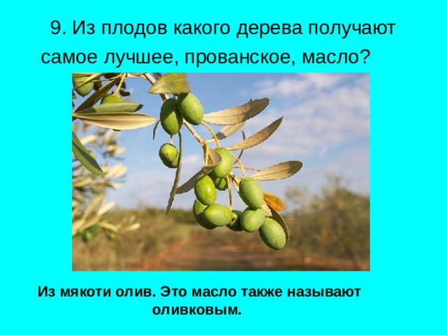 9. Из плодов какого дерева получают самое лучшее, прованское, масло?   Из мякоти олив. Это масло также называют оливковым. 