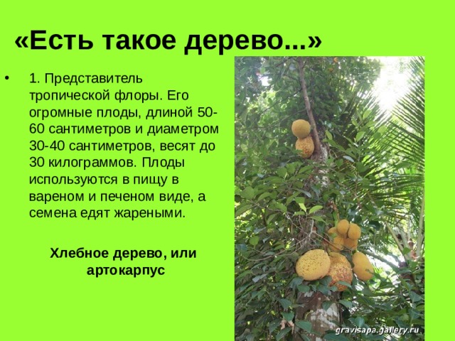 «Есть такое дерево...» 1. Представитель тропической флоры. Его огромные плоды, длиной 50-60 сантиметров и диаметром 30-40 сантиметров, весят до 30 килограммов. Плоды использу­ются в пищу в вареном и печеном виде, а семена едят жареными.   Хлебное дерево, или артокарпус 