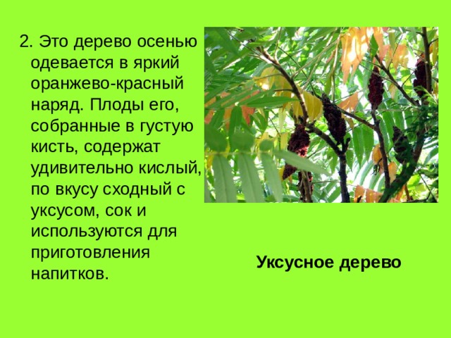  2. Это дерево осенью одевается в яркий оранжево-красный наряд. Плоды его, собранные в густую кисть, содержат удивительно кислый, по вкусу сходный с уксусом, сок и используются для приготовления напитков. Уксусное дерево 