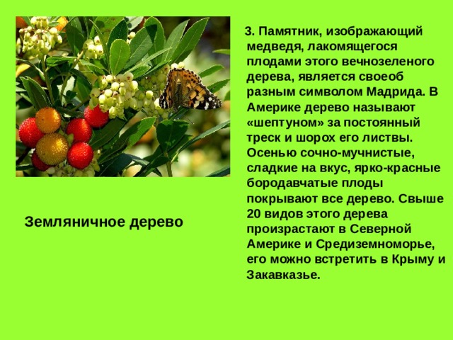  3. Памятник, изображающий медведя, лакомящегося плодами этого вечнозеленого дерева, является своеоб­разным символом Мадрида. В Америке дерево называют «шептуном» за постоянный треск и шорох его листвы. Осенью сочно-мучнистые, сладкие на вкус, ярко-красные бородавчатые плоды покрывают все дерево. Свыше 20 видов этого дерева произрастают в Северной Америке и Средиземноморье, его можно встретить в Крыму и Закавказье. Земляничное дерево 