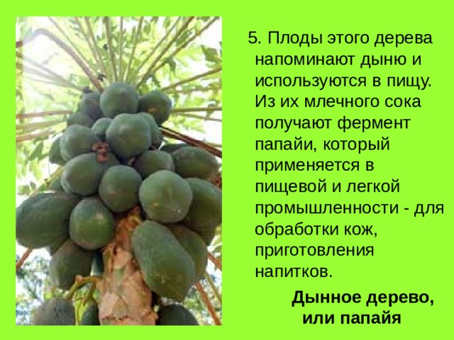  5. Плоды этого дерева напоминают дыню и используются в пищу. Из их млечного сока получают фермент папайи, который применяется в пищевой и легкой промыш­ленности - для обработки кож, приготовления напитков.  Дынное дерево, или папайя 
