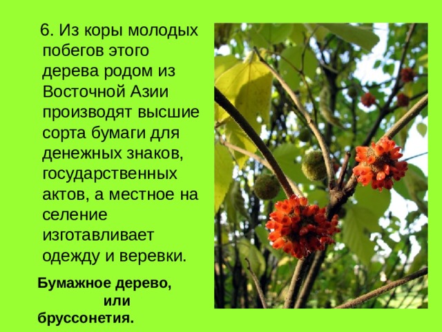  6. Из коры молодых побегов этого дерева родом из Восточной Азии производят высшие сорта бумаги для денежных знаков, государственных актов, а местное на­селение изготавливает одежду и веревки. Бумажное дерево, или бруссонетия. 