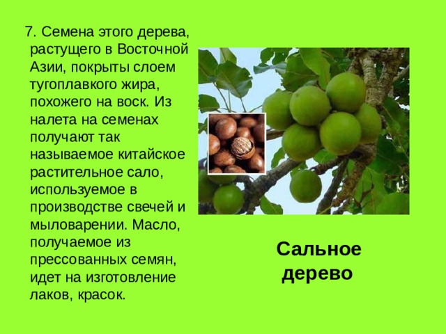  7. Семена этого дерева, растущего в Восточной Азии, покрыты слоем тугоплавкого жира, похожего на воск. Из налета на семенах получают так называемое китайское растительное сало, используемое в производстве свечей и мыловарении. Масло, получаемое из прессованных семян, идет на изготовление лаков, красок. Сальное  дерево 