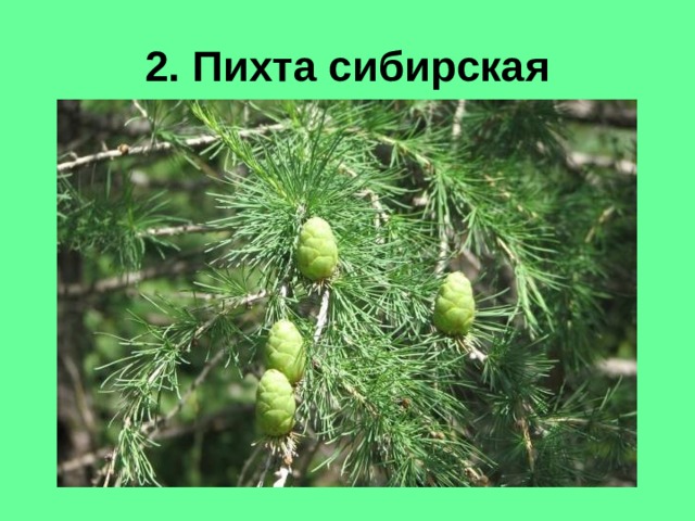 2. Пихта сибирская 