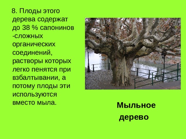  8. Плоды этого дерева содержат до 38 % сапонинов -сложных органических соединений, растворы которых легко пенятся при взбалтывании, а потому плоды эти ис­пользуются вместо мыла. Мыльное  дерево 
