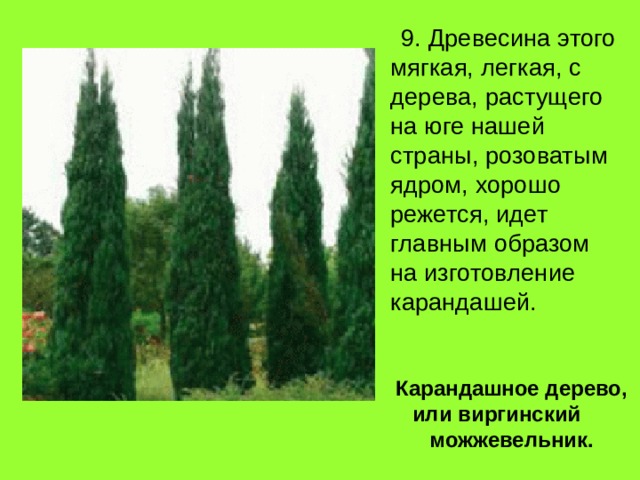  9. Древесина этого мягкая, легкая, с дерева, растущего на юге нашей  страны, розоватым ядром, хорошо режется, идет главным образом на изготовление карандашей. Карандашное дерево, или виргинский можжевельник. 