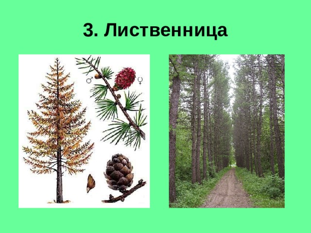 3. Лиственница 
