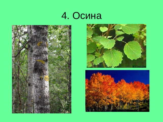 4. Осина 