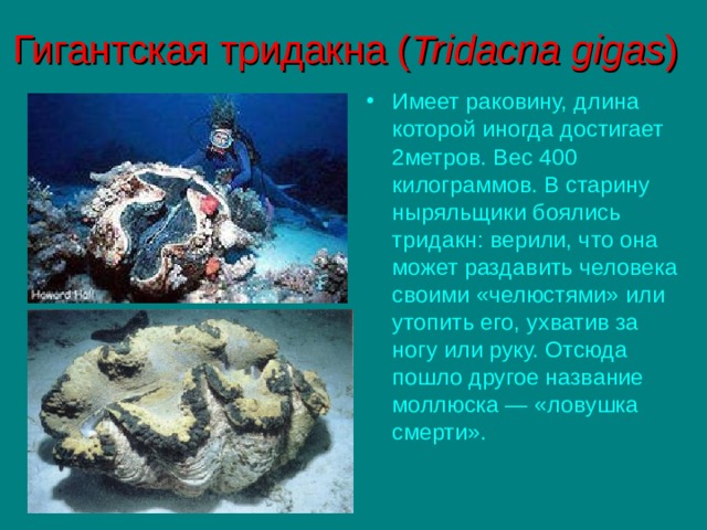 Гигантская тридакна ( Tridacna gigas ) Имеет раковину, длина которой иногда достигает 2метров. Вес 400 килограммов. В старину ныряльщики боялись тридакн: верили, что она может раздавить человека своими «челюстями» или утопить его, ухватив за ногу или руку. Отсюда пошло другое название моллюска — «ловушка смерти». 