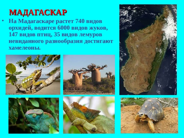 МАДАГАСКАР На Мадагаскаре растет 740 видов орхидей, водится 6000 видов жуков, 147 видов птиц, 35 видов лемуров невиданного разнообразия достигают хамелеоны. 
