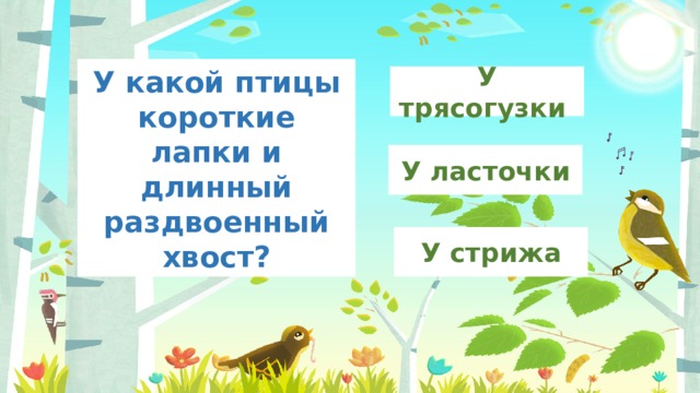 У какой птицы короткие лапки и длинный раздвоенный хвост? У трясогузки У ласточки У стрижа 