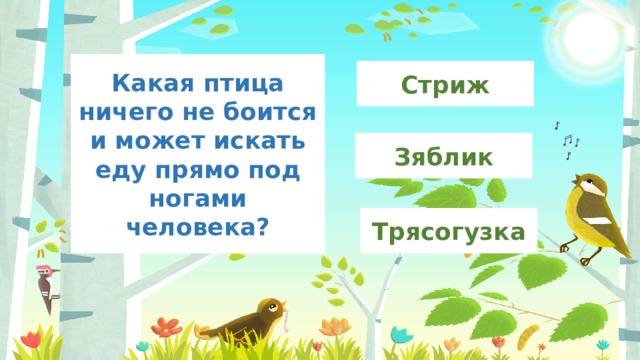 Какая птица ничего не боится и может искать еду прямо под ногами человека? Стриж Зяблик Трясогузка 