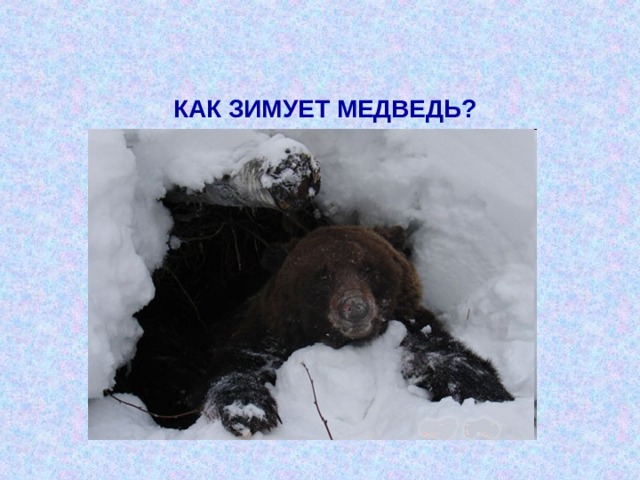 КАК ЗИМУЕТ МЕДВЕДЬ? http://images.google.ru/imglanding?imgurl=http://www.kamchatkaonline.ru/images/bearkamch.gif&imgrefurl=http://www.kamchatkaonline.ru/Kamchatka%2520pictures.html&usg=__aEH5X8xz9RaIMwE8Tq6YjPnKa68%3D&h=248&w=340&sz=62&hl=ru&tbnid=lnjA6o6IMgrrEM:&tbnh=87&tbnw=119&prev=/images%3Fq%3D%25D0%25B1%25D1%2583%25D1%2580%25D1%258B%25D0%25B9%2B%25D0%25BC%25D0%25B5%25D0%25B4%25D0%25B2%25D0%25B5%25D0%25B4%25D1%258C%2B%25D0%25B7%25D0%25B8%25D0%25BC%25D0%25BE%25D0%25B9%26gbv%3D2%26hl%3Dru%26sa%3DG%26newwindow%3D1&q=%D0%B1%D1%83%D1%80%D1%8B%D0%B9+%D0%BC%D0%B5%D0%B4%D0%B2%D0%B5%D0%B4%D1%8C+%D0%B7%D0%B8%D0%BC%D0%BE%D0%B9&gbv=2&sa=G&newwindow=1&start=12 http://images.yandex.ru/yandsearch?p=6&ed=1&text=%D0%BC%D0%B5%D0%B4%D0%B2%D0%B5%D0%B4%D1%8C%20%D0%B2%20%D0%B1%D0%B5%D1%80%D0%BB%D0%BE%D0%B3%D0%B5&spsite=www.ohoter.ru&img_url=www.ohoter.ru%2Fuploads%2Fposts%2F2009-08%2F1251091410_medved.jpg&rpt=simage 