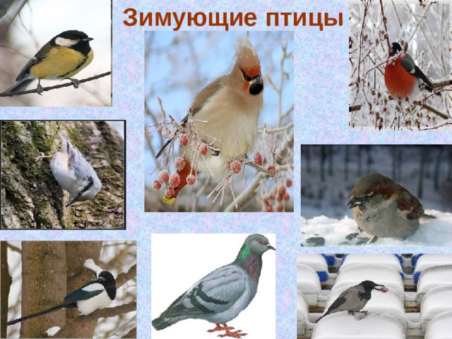 Зимующие птицы 