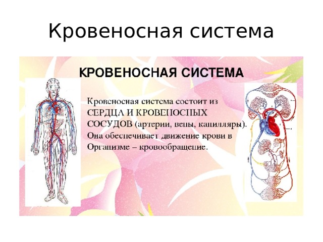 Кровеносная система 