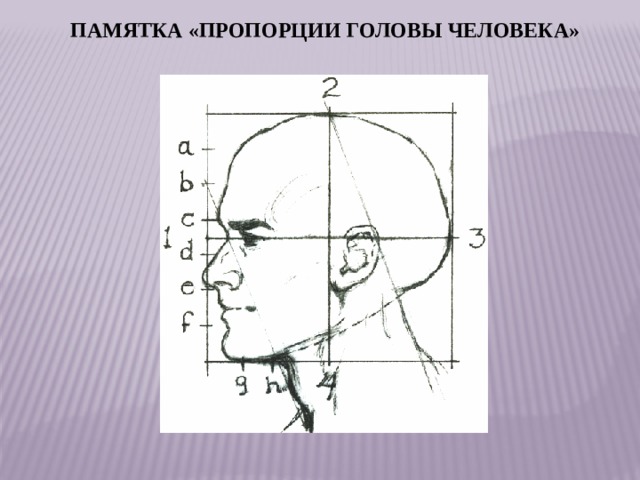 Пропорции головы