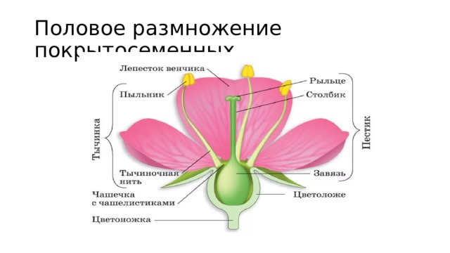 Органами размножения у цветка являются. Половое размножение покрытосеменных растений. Схема полового размножения цветковых растений. Размножение покрытосеменных растений схема. Половое размножение покрытосеменных растений схема.