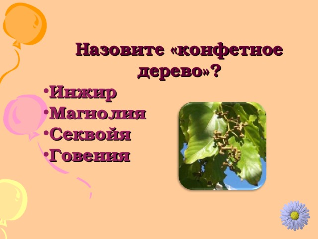 Назовите «конфетное дерево»? Инжир Магнолия Секвойя Говения 