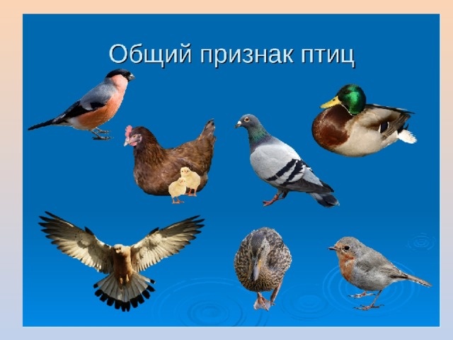 Кто такие птицы?
