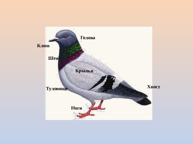 Основные отделы тела птицы 7 класс биология. Внешнее строение голубя схема. Внешнее строение птицы биология. Схема внешнего строения птицы. Строение птицы для дошкольников.