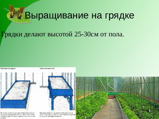 Выращивание на грядке Грядки делают высотой 25-30см от пола. 