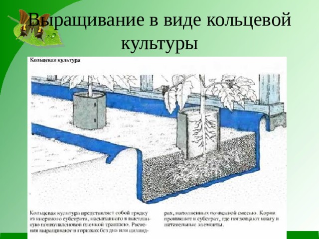 Выращивание в виде кольцевой культуры 