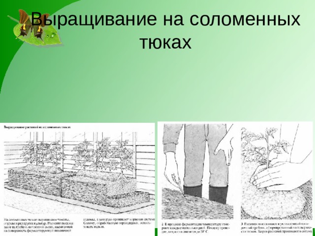 Выращивание на соломенных тюках 