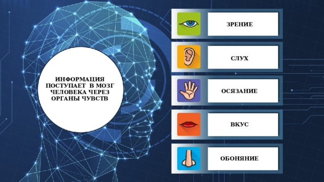 ЗРЕНИЕ СЛУХ ИНФОРМАЦИЯ ПОСТУПАЕТ В МОЗГ ЧЕЛОВЕКА ЧЕРЕЗ ОРГАНЫ ЧУВСТВ ОСЯЗАНИЕ ВКУС ОБОНЯНИЕ 