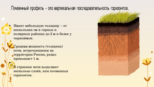 • Имеет небольшую толщину  от нескольких см в горных и полярных районах до 2 м и более у чернозёмов. Средняя мощность (толщина) почв, встречающихся на территории России, редко превышает 1 м. В строении почв выделяют несколько слоёв, или почвенных горизонтов. • • 