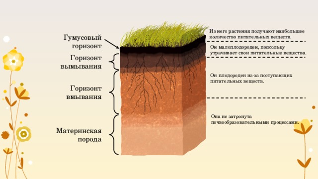 Из него растения получают наибольшее количество питательных веществ. Гумусовый горизонт Он малоплодороден, поскольку утрачивает свои питательные вещества. Горизонт вымывания Он плодороден из-за поступающих питательных веществ. Горизонт вмывания Она не затронута почвообразовательными процессами. Материнская порода 