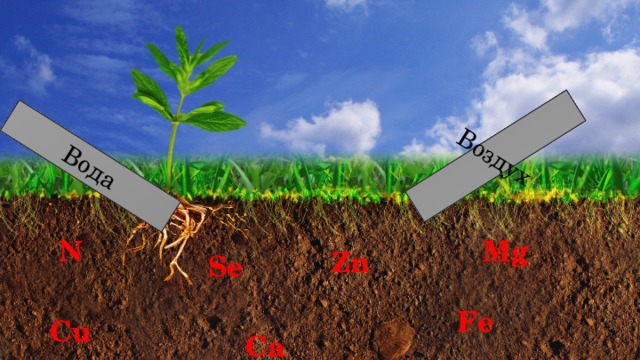 Вода Воздух Mg N Zn Se Fe Cu Ca Na P 