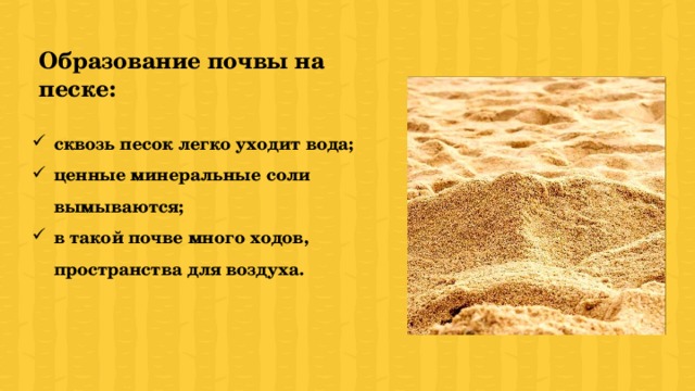 Образование почвы на песке: сквозь песок легко уходит вода; ценные минеральные соли вымываются; в такой почве много ходов, пространства для воздуха. 