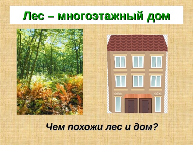 Лес – многоэтажный дом Чем похожи лес и дом? 