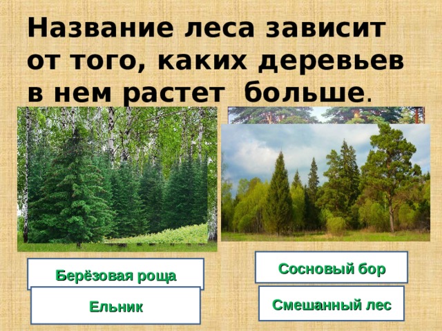 Название леса зависит от того, каких деревьев в нем растет больше . Сосновый бор Берёзовая роща Смешанный лес Ельник 