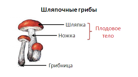 У подосиновика образуется плодовое тело. Строение шляпочного гриба. Гриб строение шляпочного гриба. Схема строения шляпочного гриба. Рисунок строение гриба подосиновик.