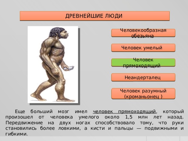 Чем отличаются древние. Человек умелый человек прямоходящий неандерталец кроманьонец. Человек умелый человек прямоходящий человек разумный таблица. Человек умелый прямоходящий разумный. Человек умелый человек прямоходящий человек разумный.