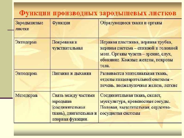 Производные листки. Органы из зародышевых листков таблица. Образование тканей и органов из зародышевых листков. Формирование органов из зародышевых листков. Зародышевые листки что образуется.