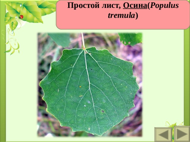 Простой лист,  Осина ( Populus tremula )  